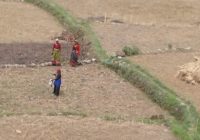 Women-engaged-in-Traditional-farming-activities